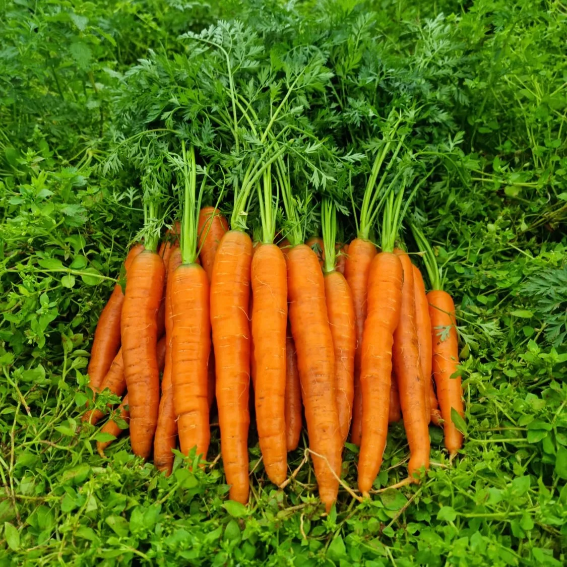 Carrot