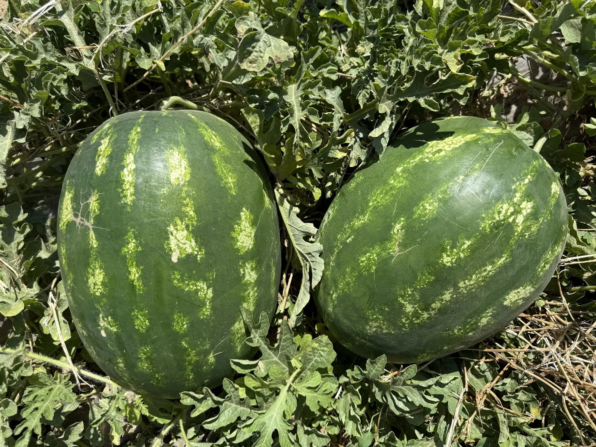 Watermelon Variety Launch in Tunisia | June 2025
