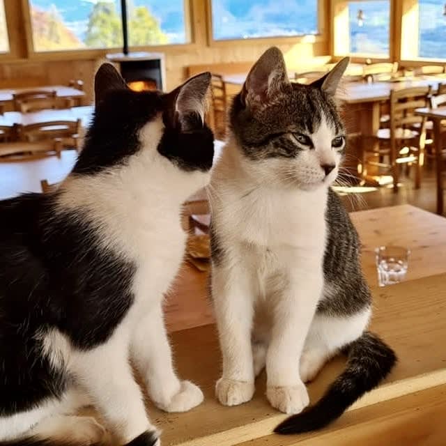 Gatti della fattoria di El Malget