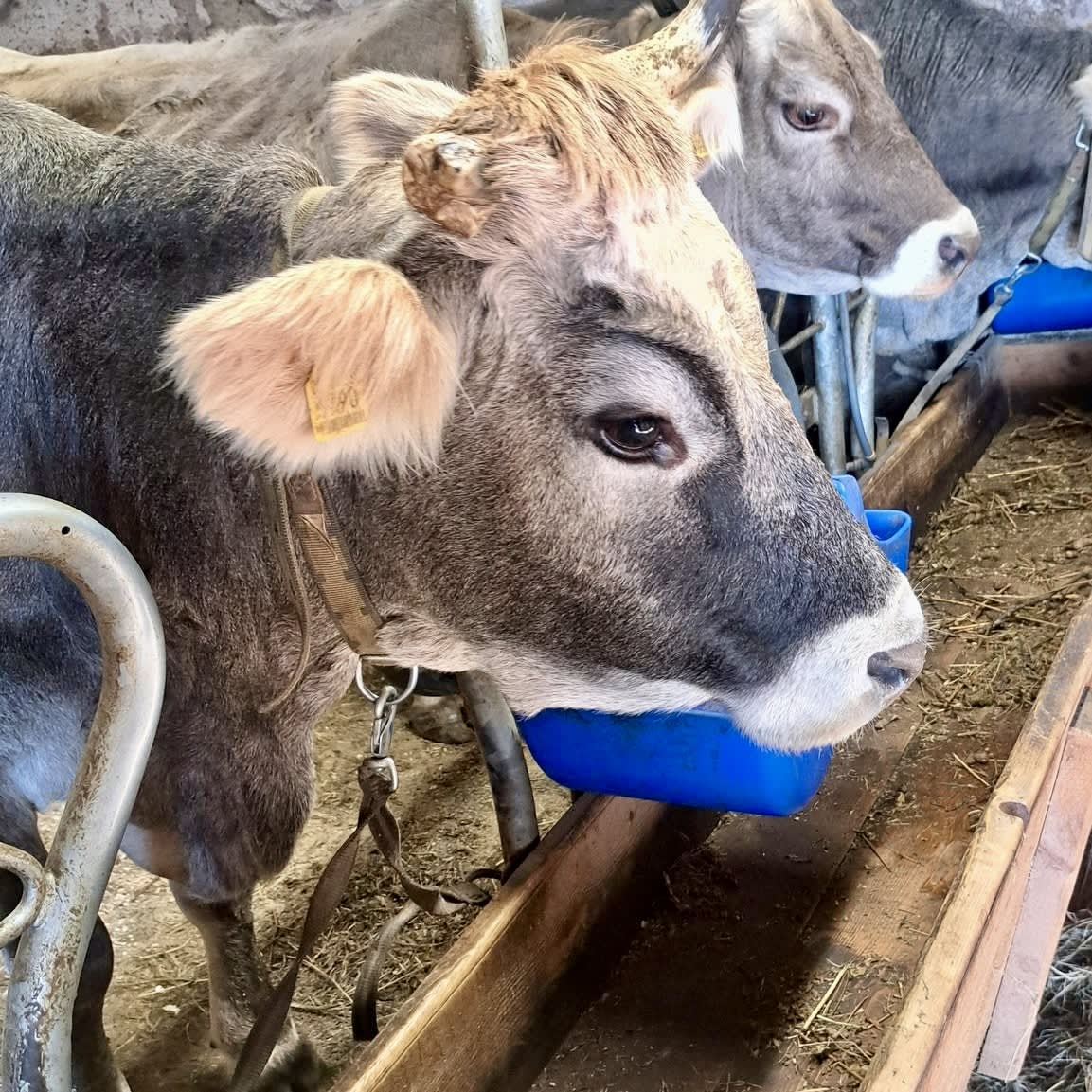 Una mucca di El Malget