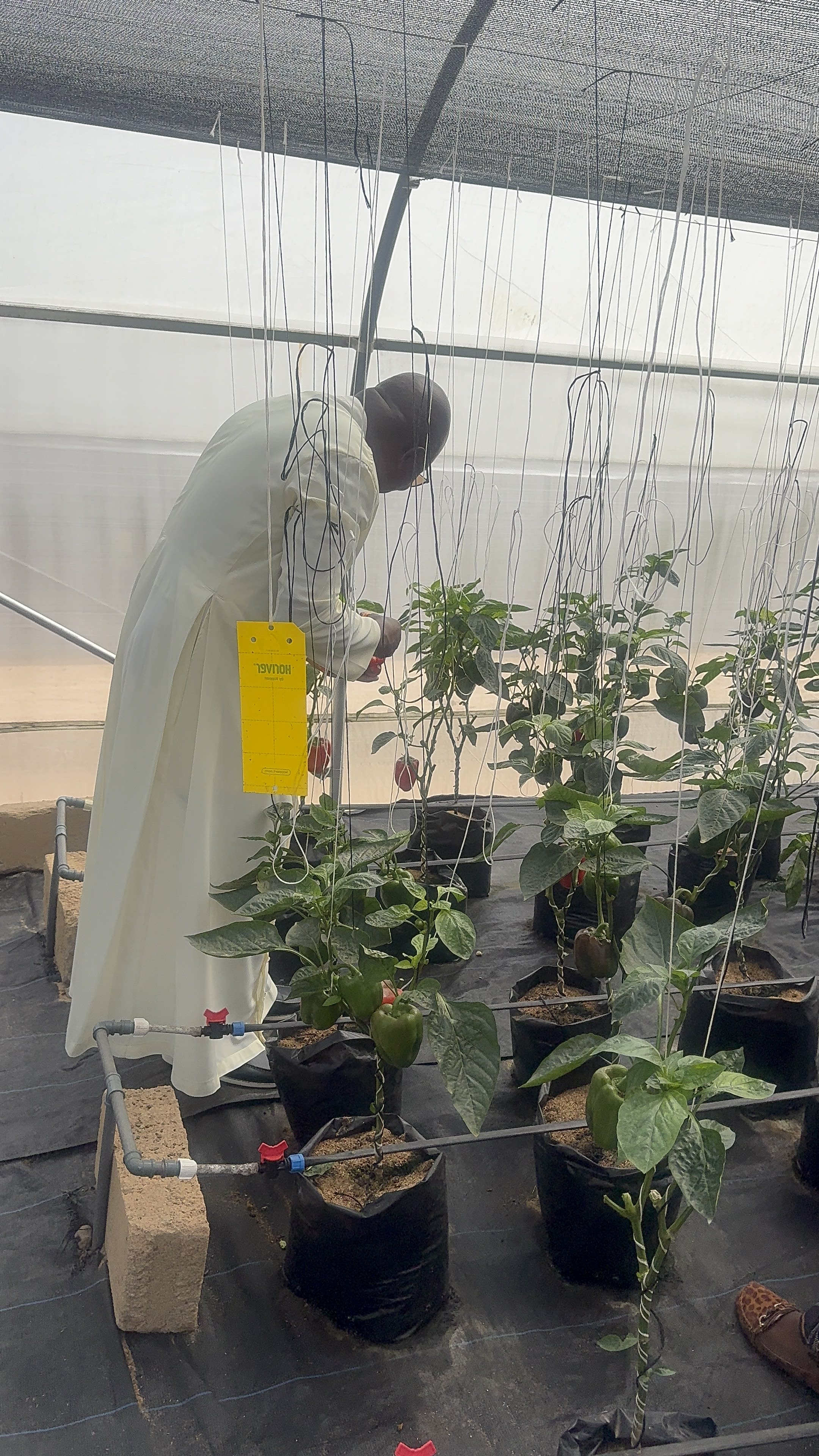 VC of Godfrey Okoye University harvesting bell peppers