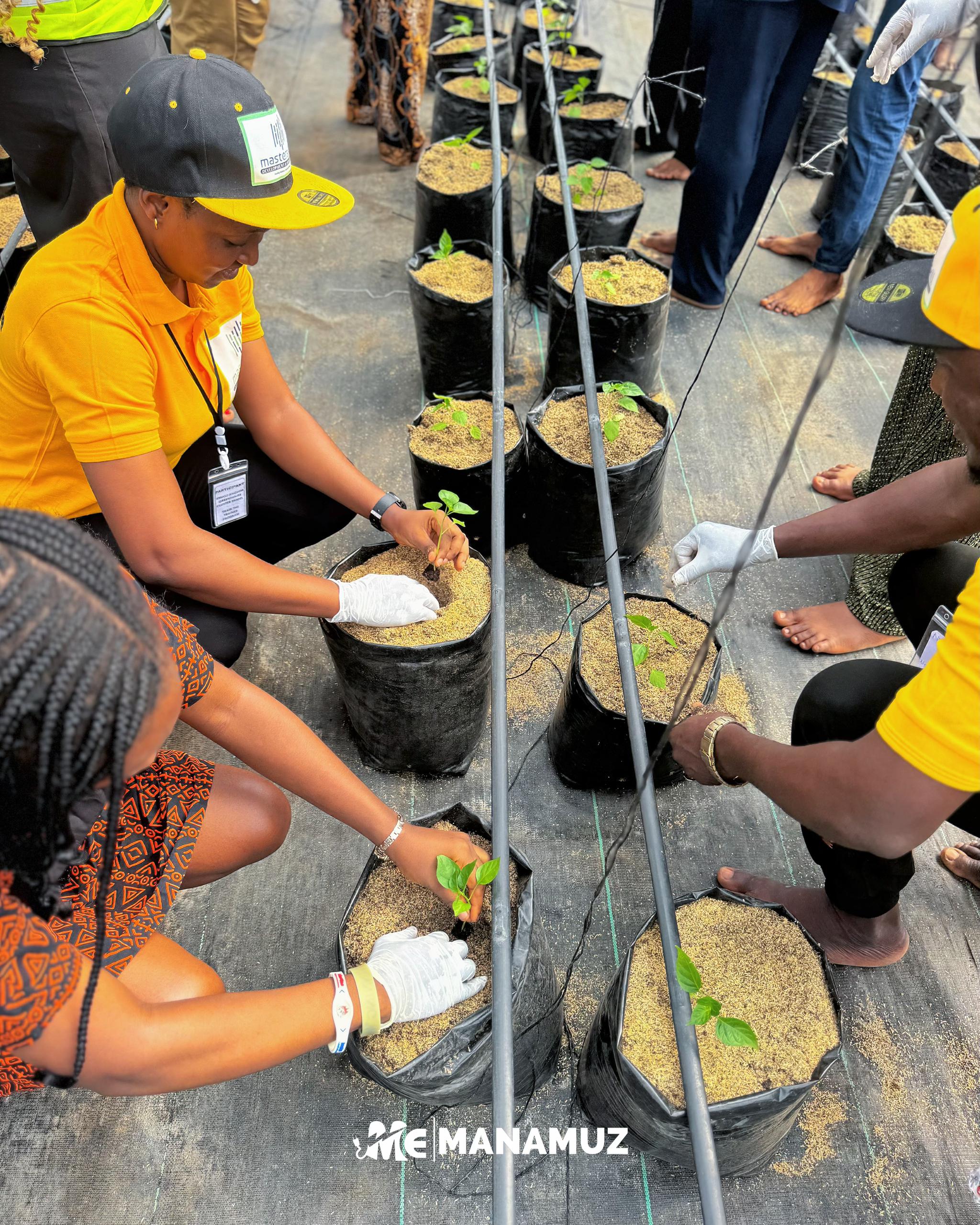 Participants performing transplanting operation