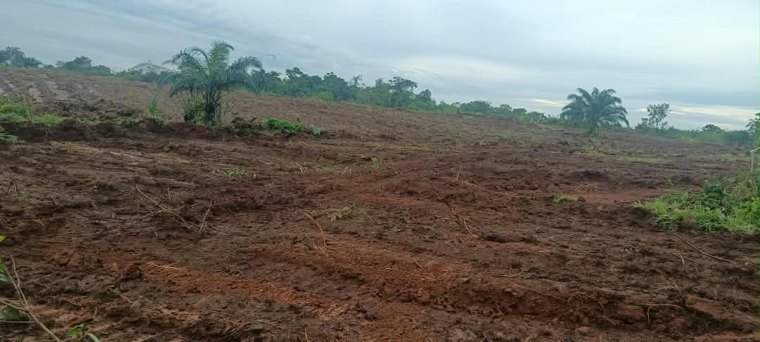 Land clearing for the 135 greenhouse cluster at Owo