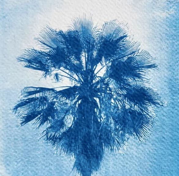 Cyanotype Workshop at Earth Art Studio