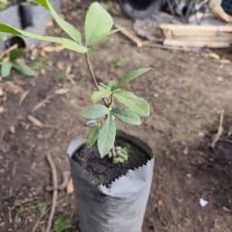 Árbol de Mano de oso vista 1
