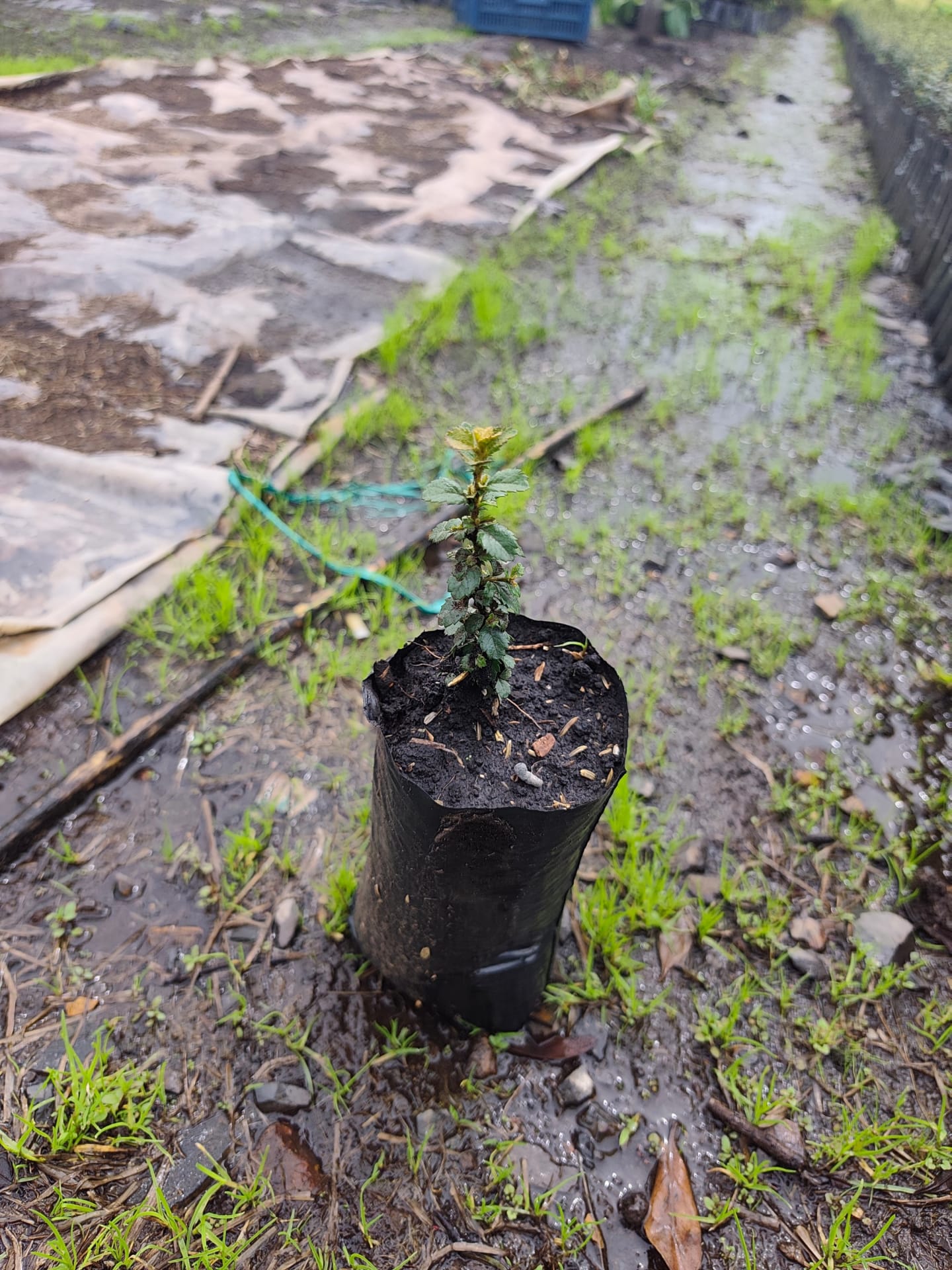 Arbusto de Mortiño