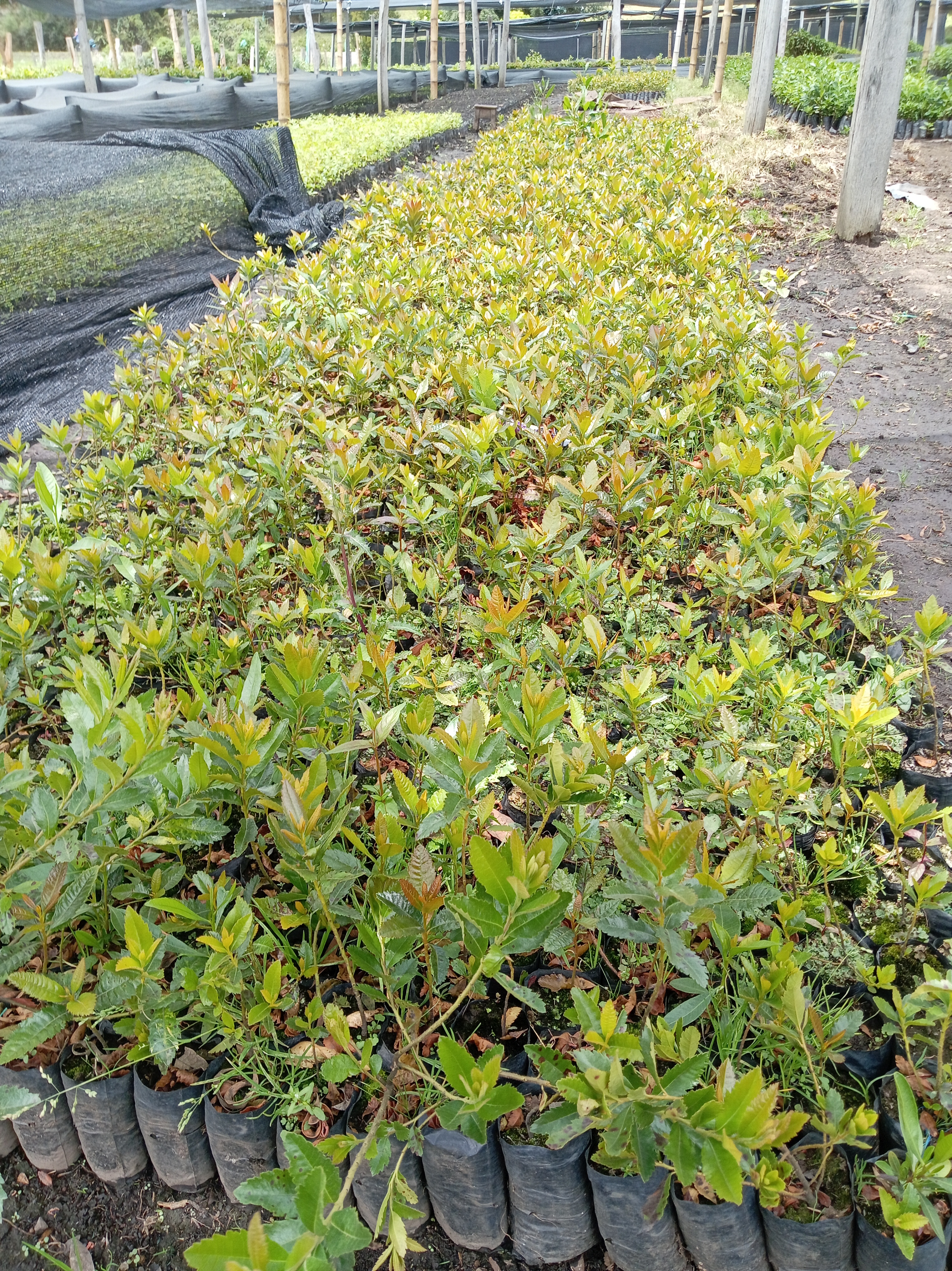 Laurel de cera vista 2