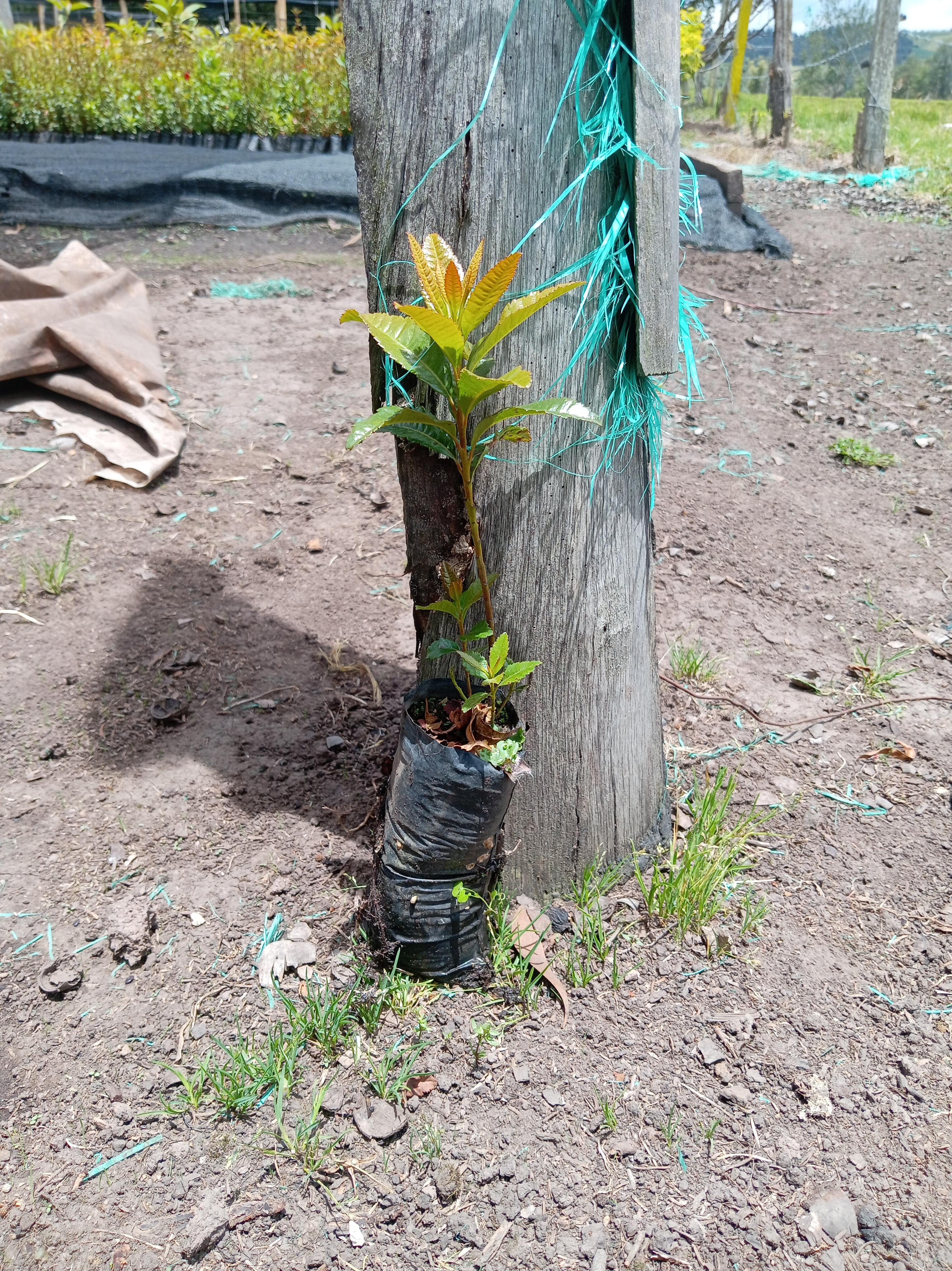 Laurel de cera