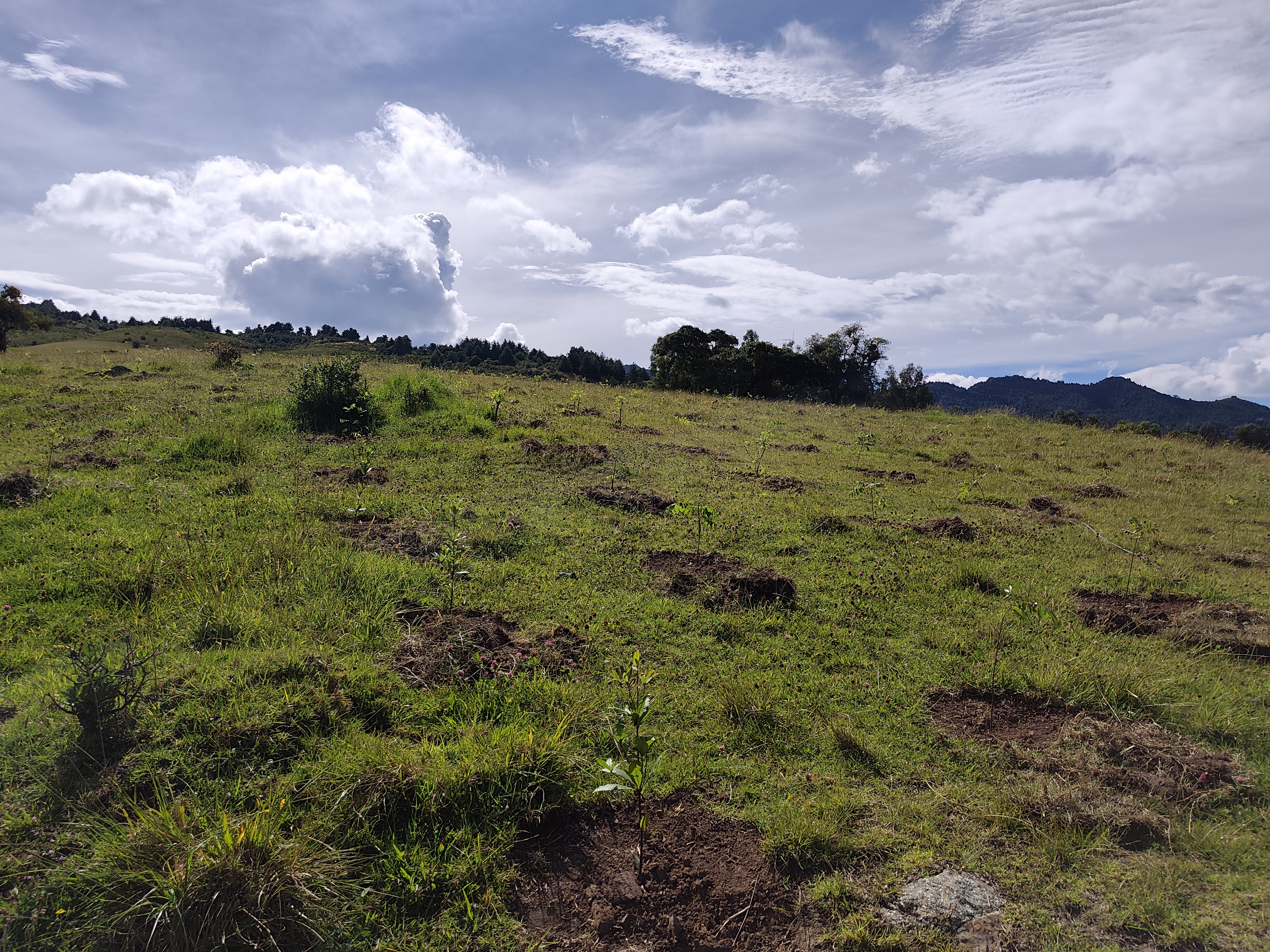 Jornada de establecimiento y manejo de especies para reforestación