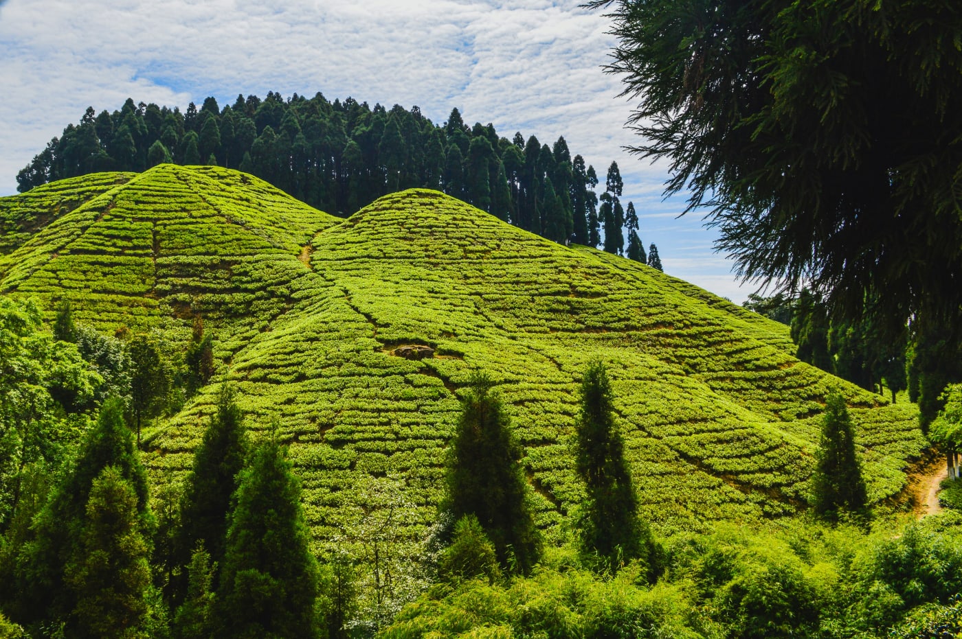 Darjeeling tea garden rolling hills tea estate North Bengal