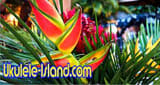 Aloha Joe&#39;s Ukulele Island Radio