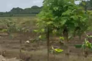 FINCA EN LAS CEJAS, San Francisco de Macoris