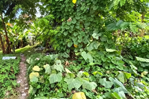 Venta de terreno – Prados del Cachón, Cancino, Santo Domingo Este