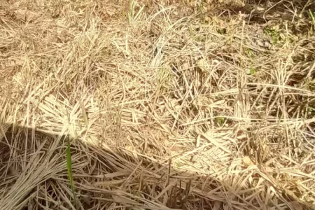 Solar de 400 m² en Bonao — Juma