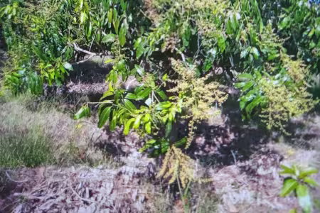 Solar agrícola en Azua con plantación de mango Keitt