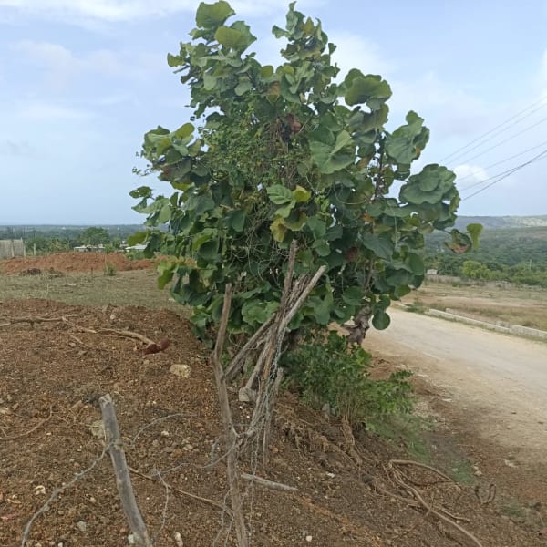 Solares en Camú - Puerto Plata