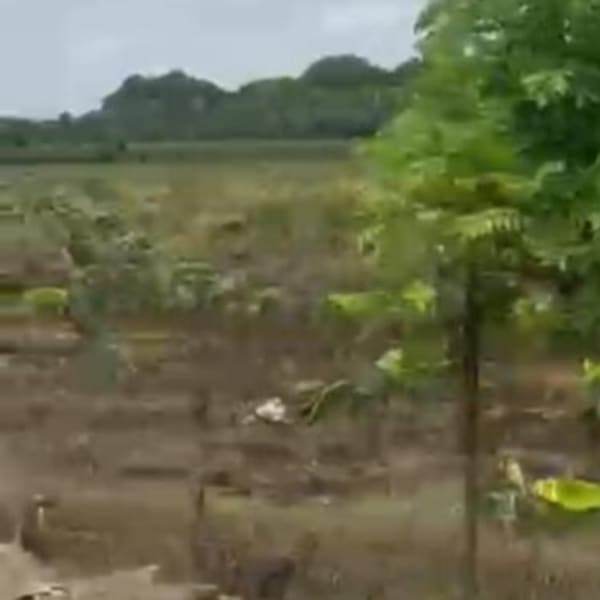 FINCA EN LAS CEJAS, San Francisco de Macoris