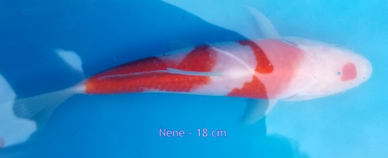 Nene - 2018