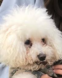 Before: Childhood Pet