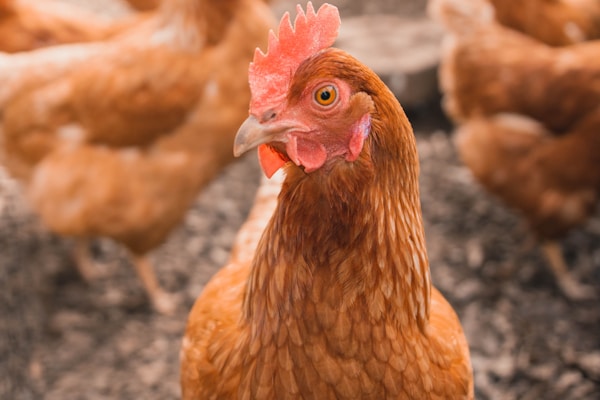 Organic farm chicken
