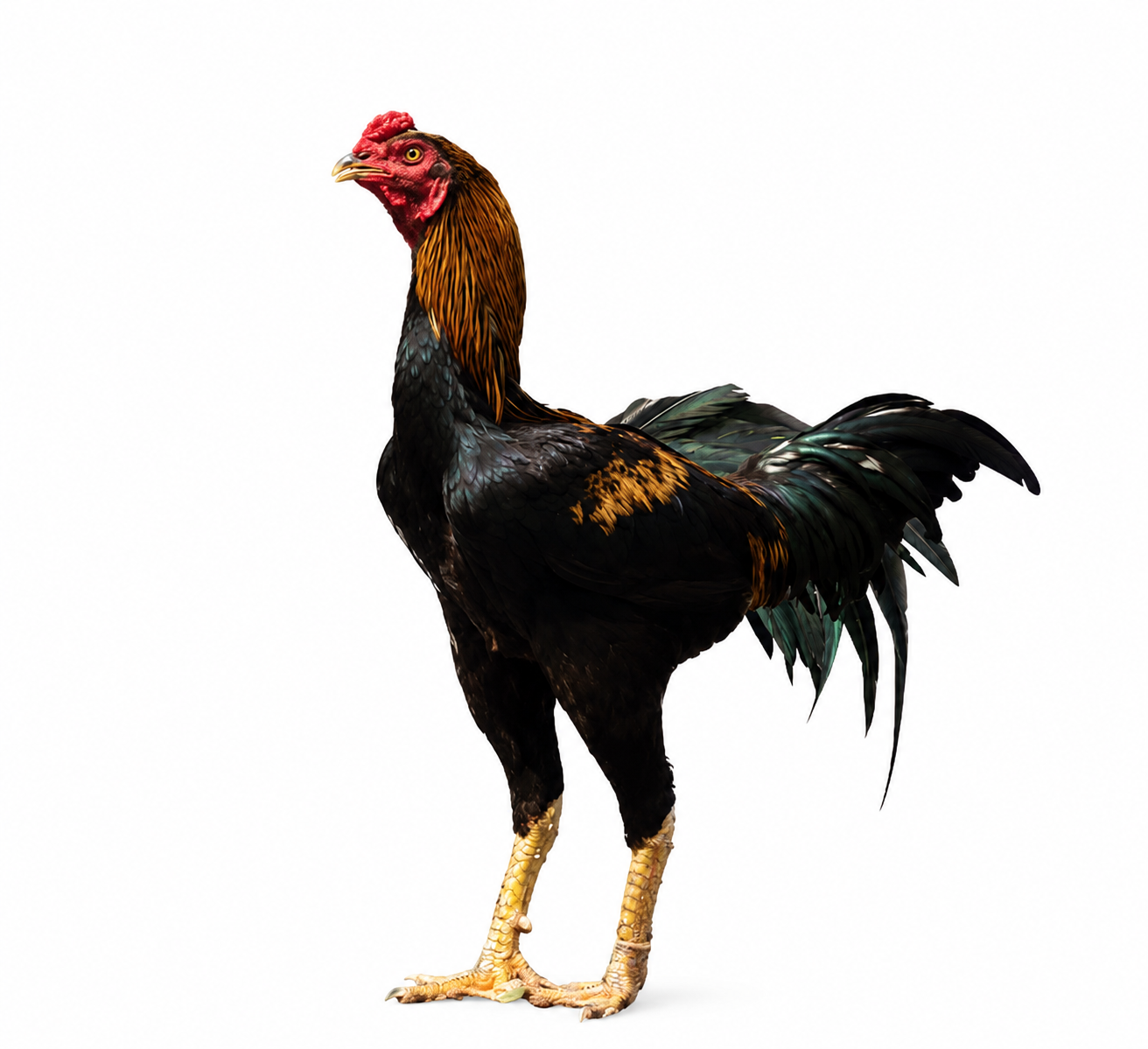 Country Chicken