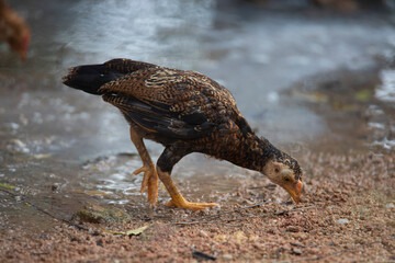 Farm-raised chicken