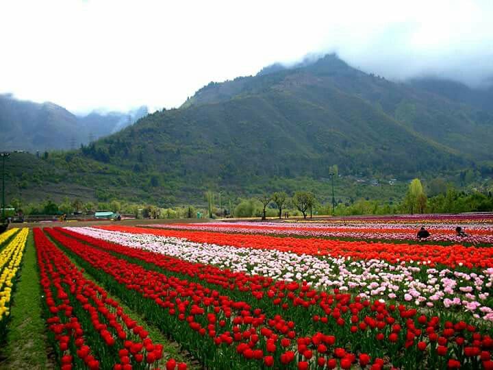 Srinagar — gallery image 10 of 11