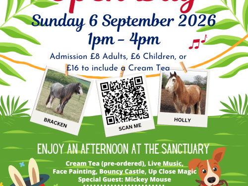 Open Day At Remus Horse Sanctuary — Charity & Fundraising in Billericay