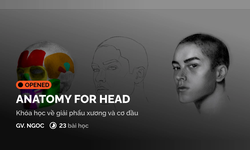 Khóa Học Anatomy For Head Cùng Digiart Academy