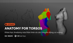 Khóa Học Anatomy For Torsos Cùng Digiart Academy