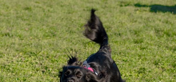 Lucy interacting with dogs