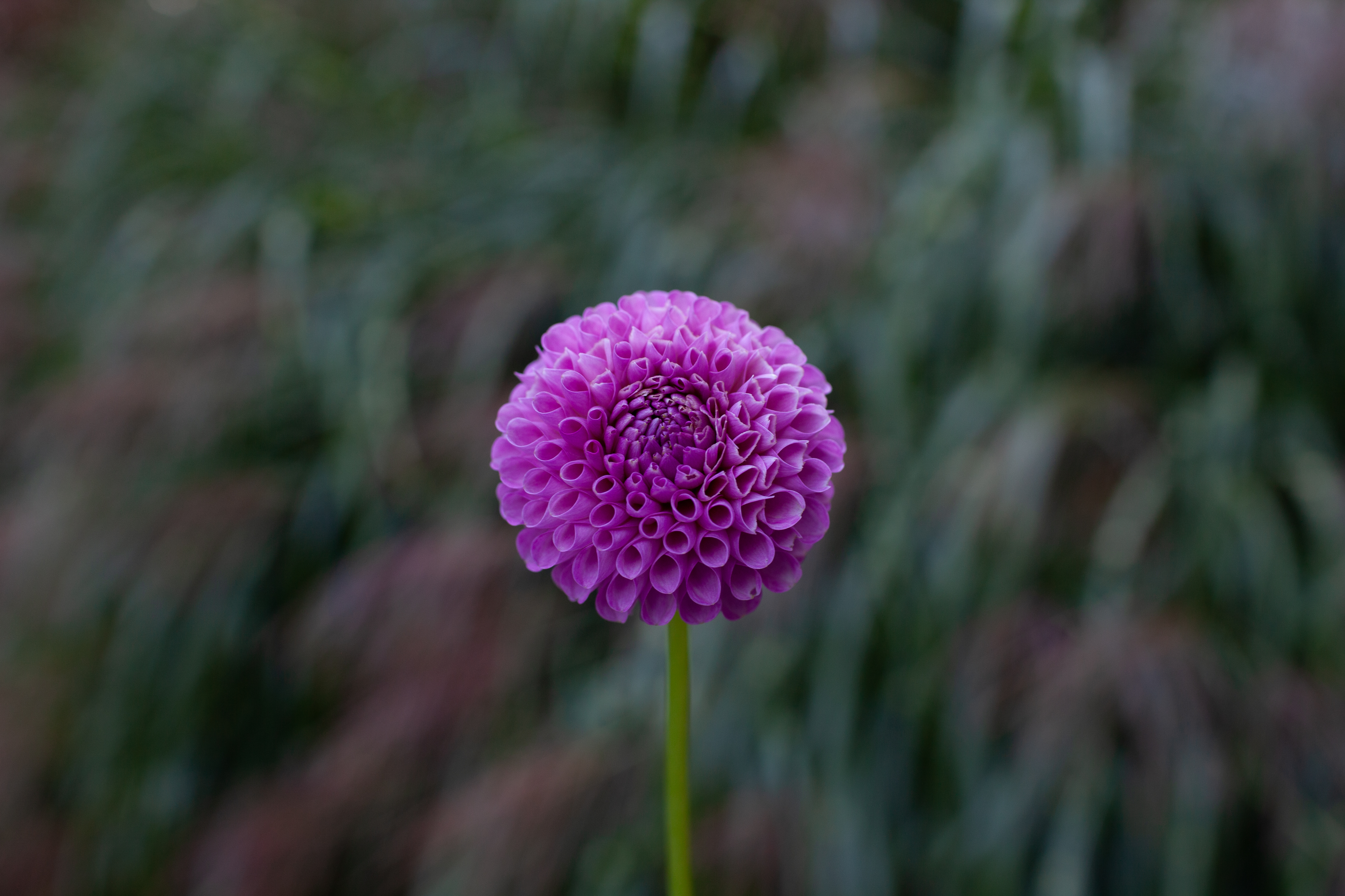 20th Ave Ingrid dahlia