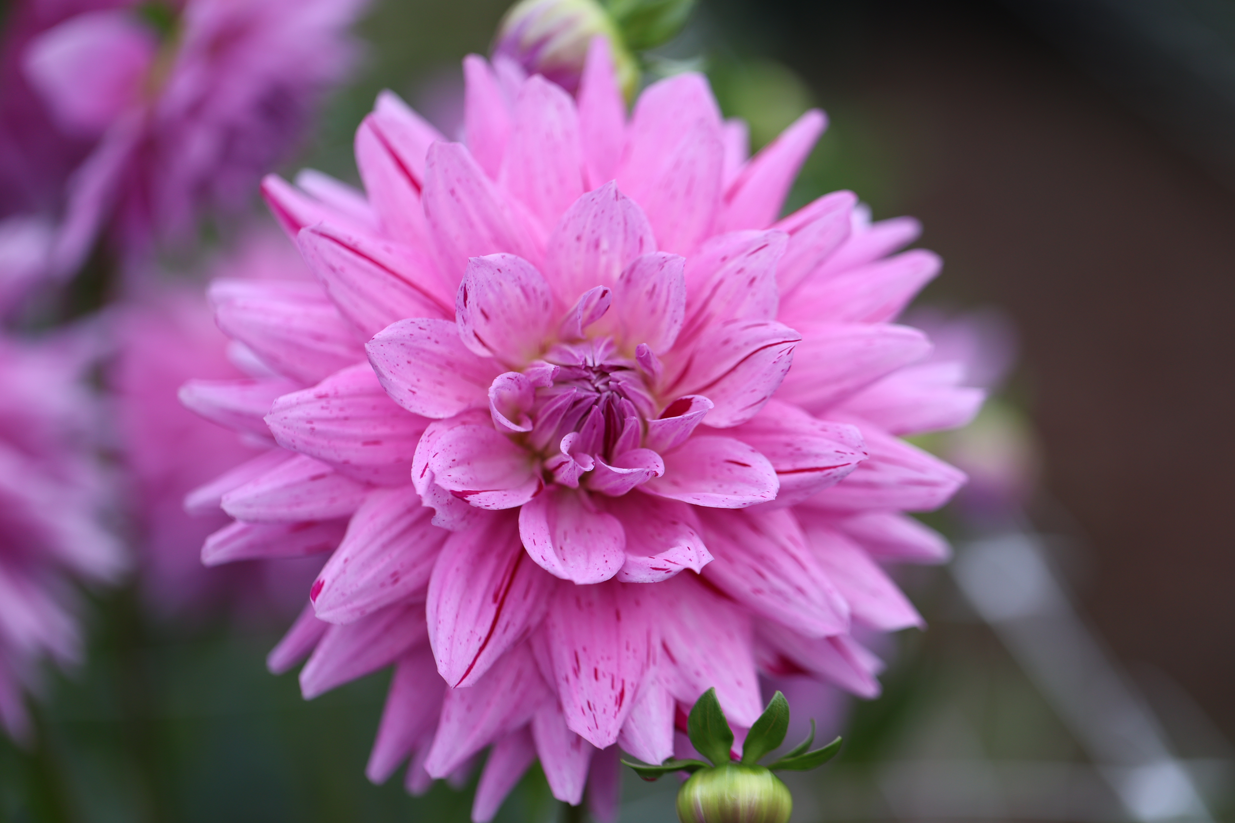 18th Surgical Hospital dahlia