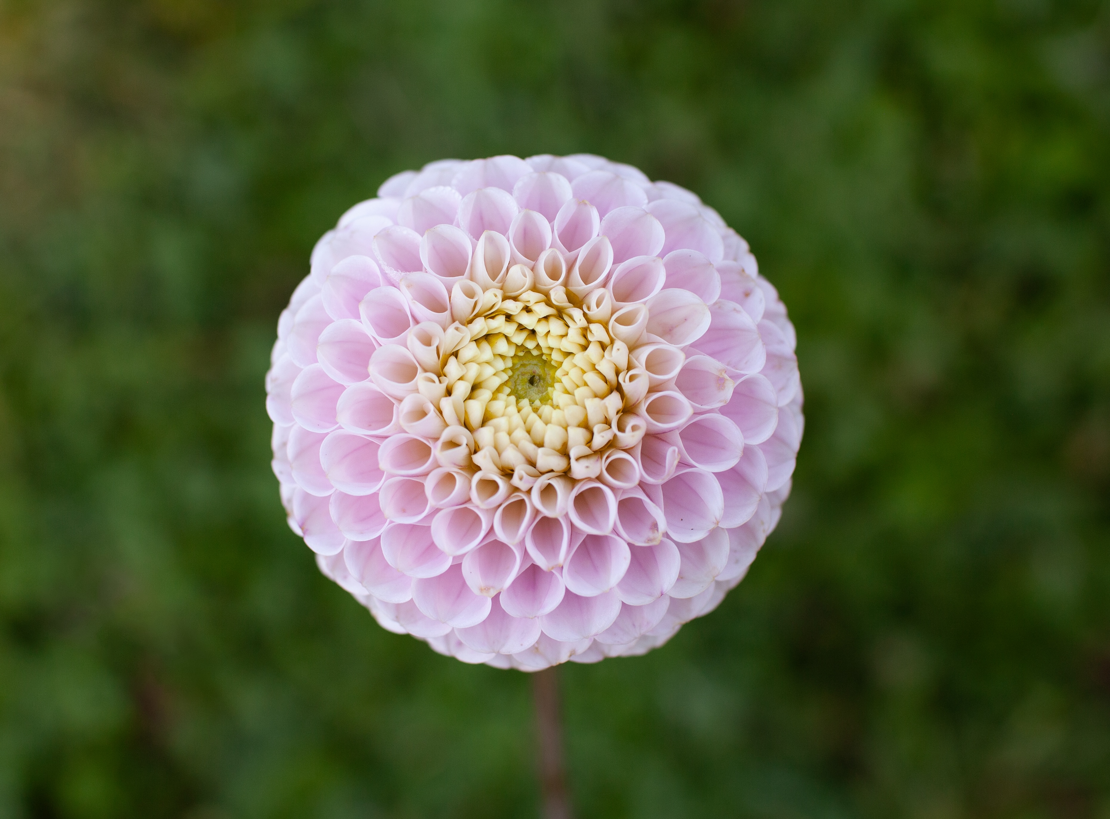 20th Ave Delicada dahlia
