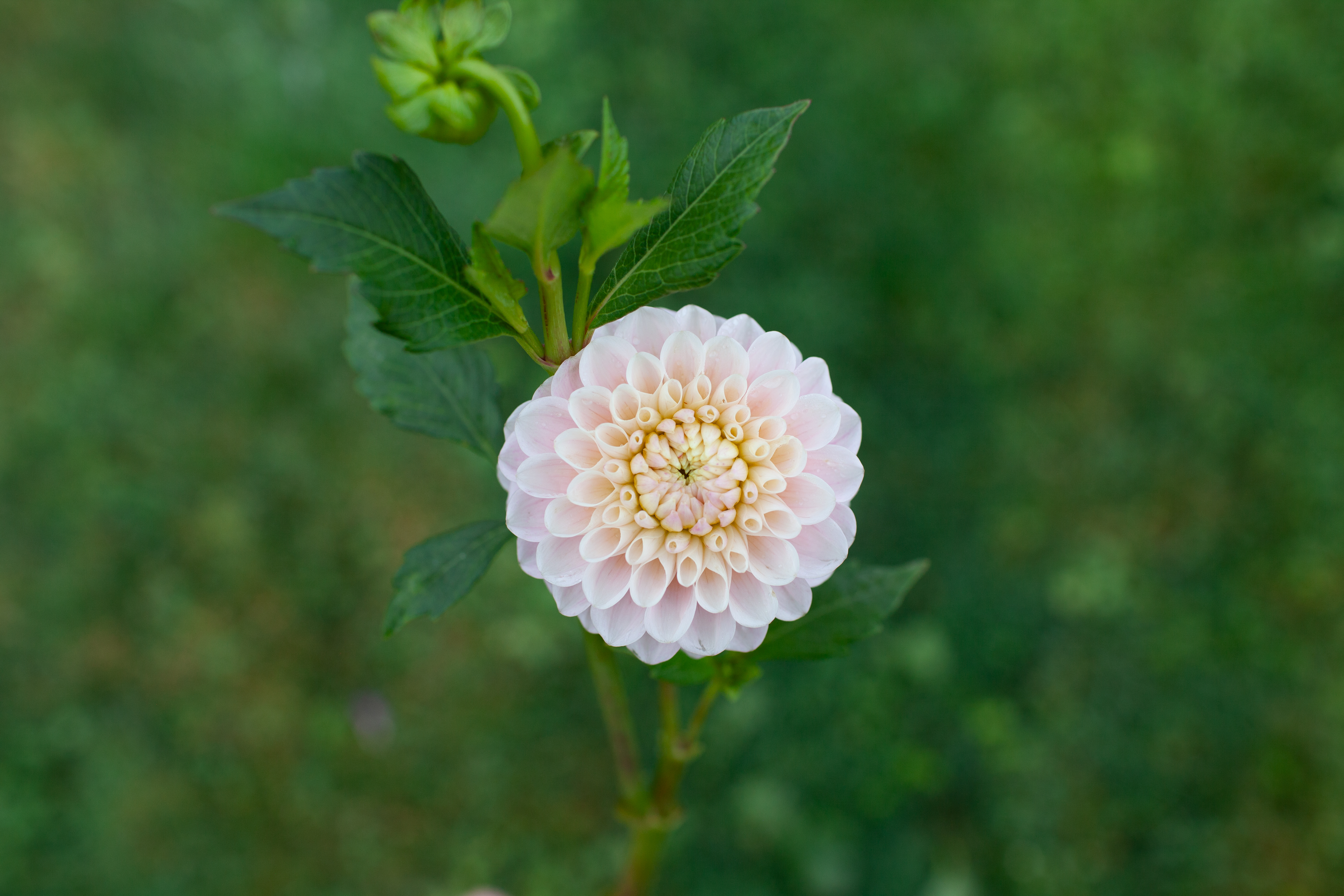 20th Ave Memory dahlia