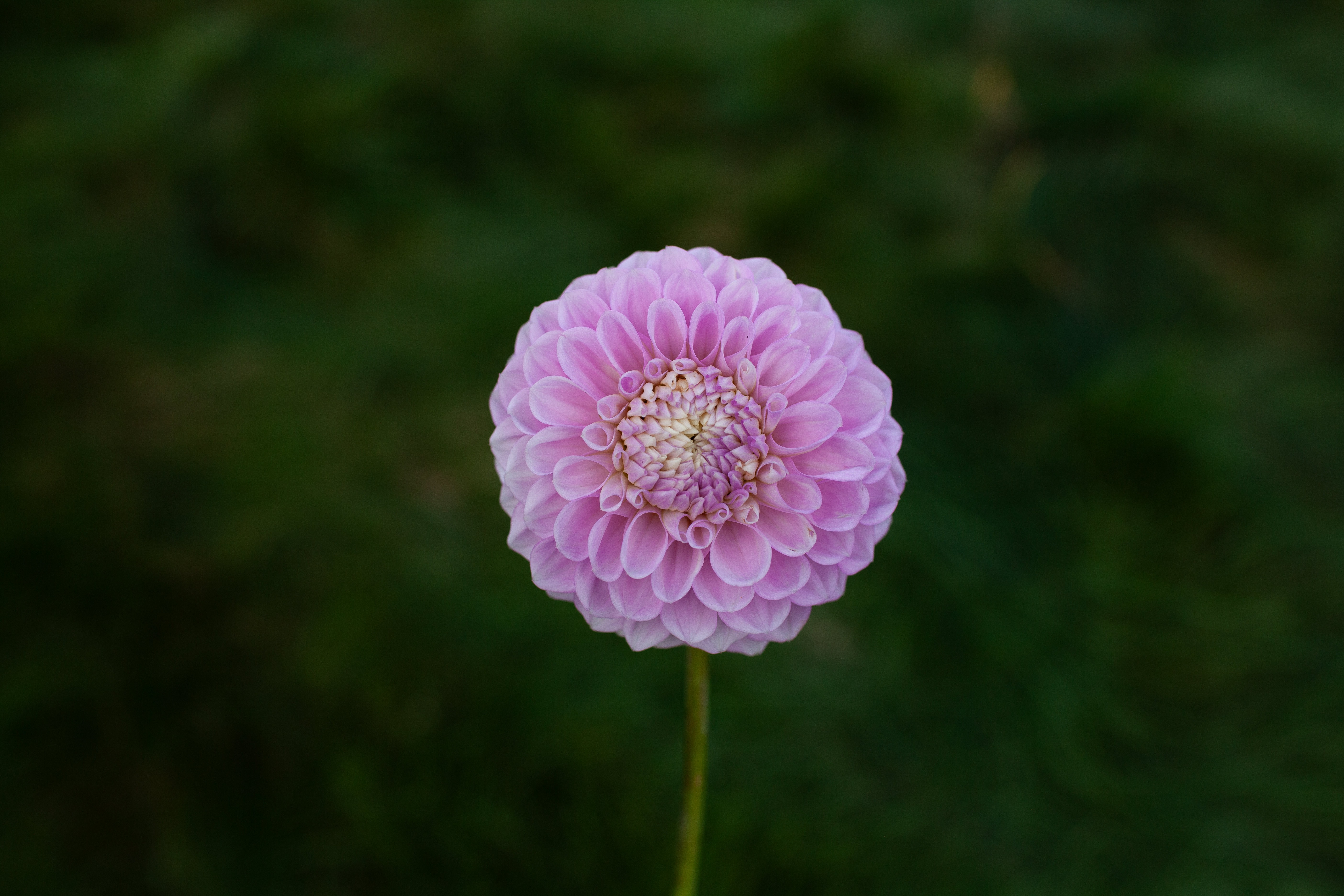 20th Ave Old Major dahlia