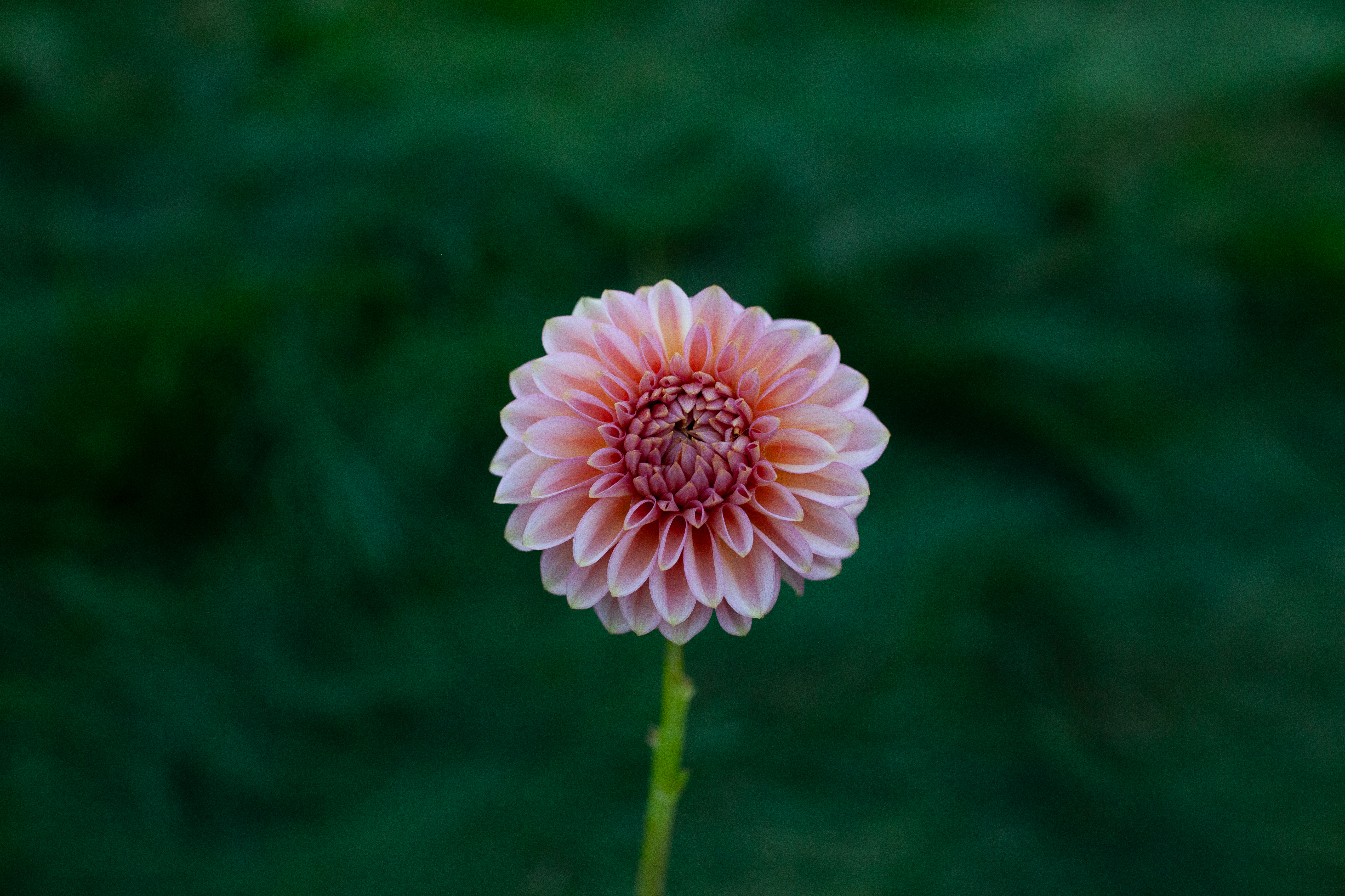 20th Ave Pink Cloud dahlia