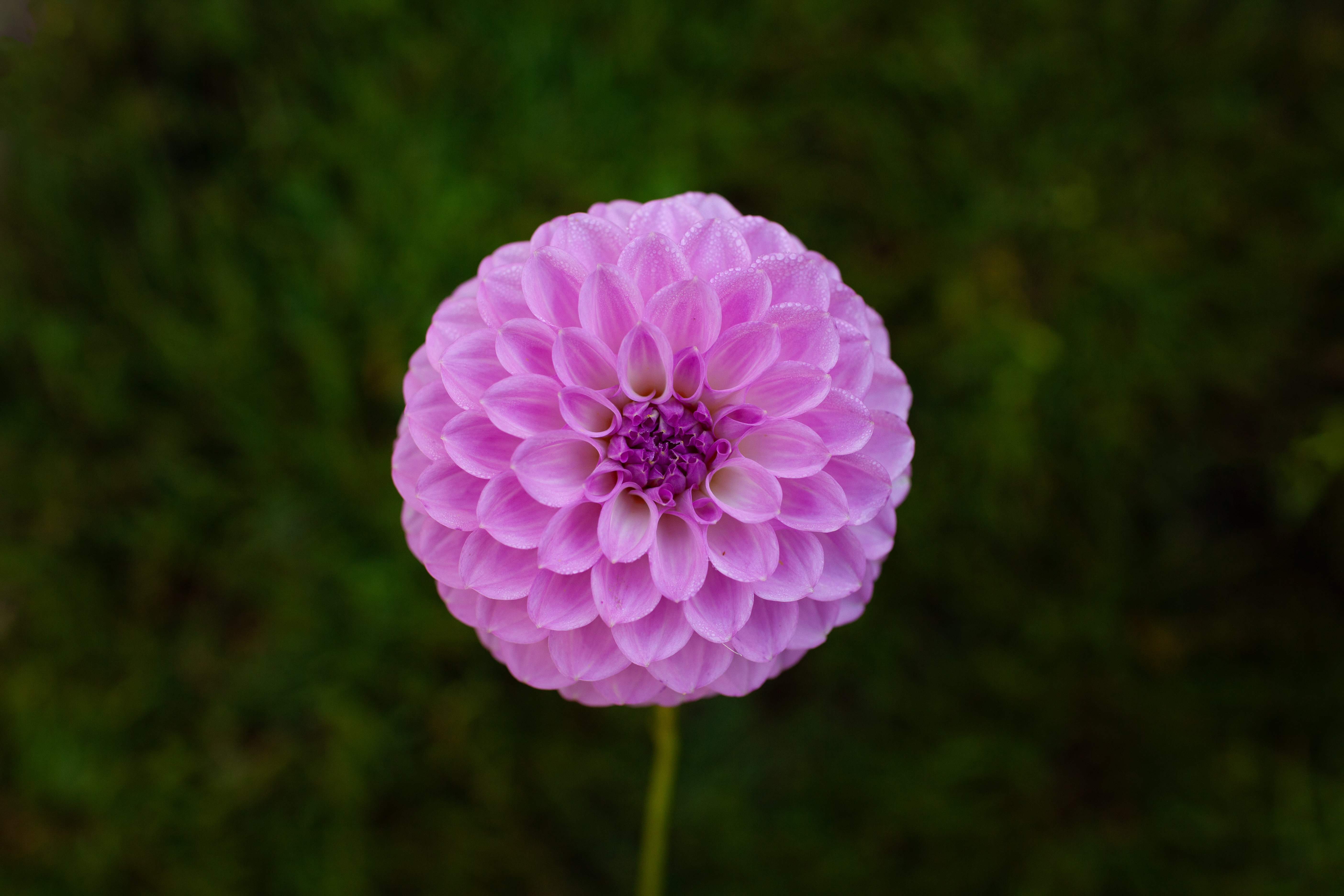 20th Ave Pure Prince dahlia