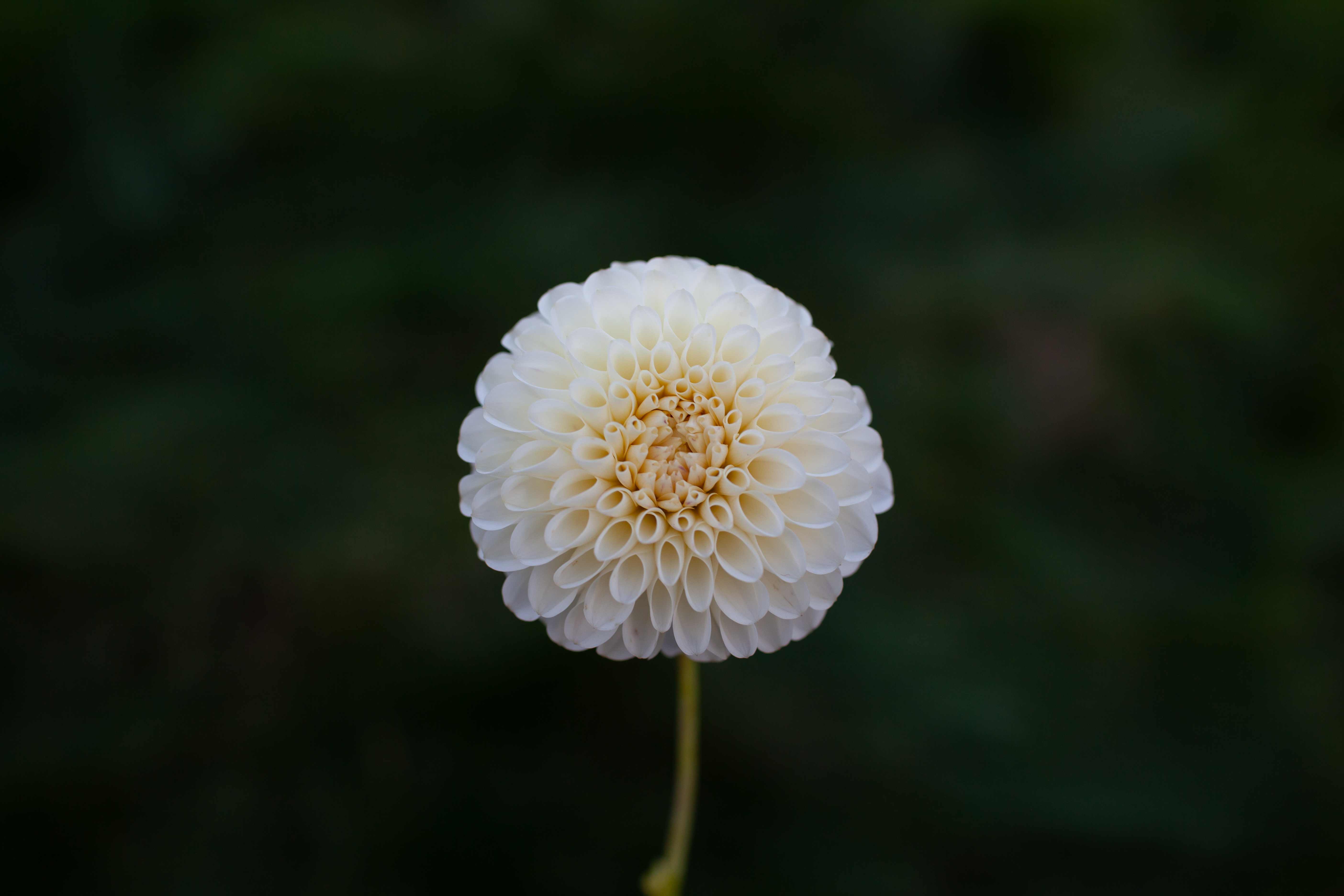 20th Ave Tradition dahlia
