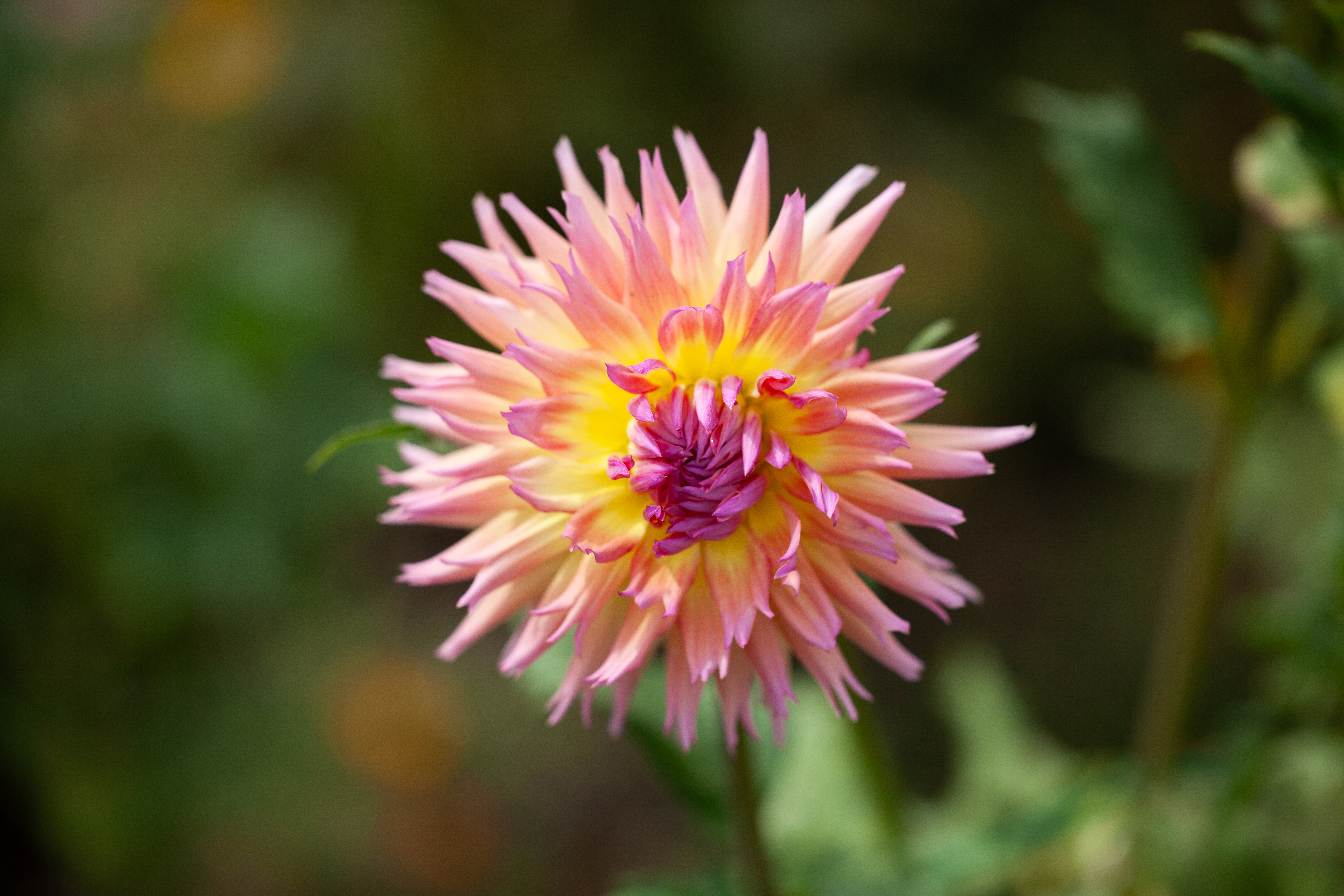 AC Angie dahlia