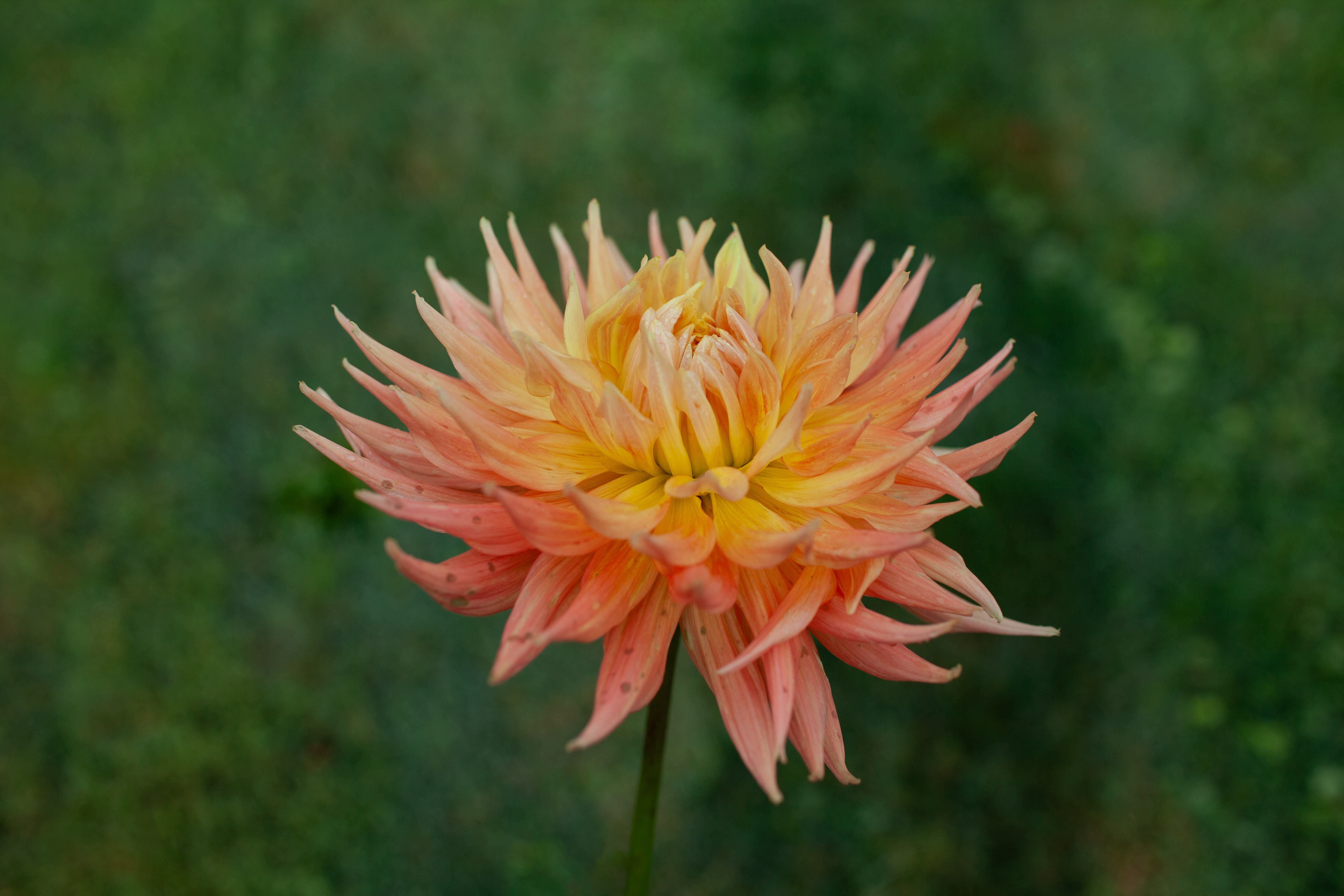 AC Ben dahlia