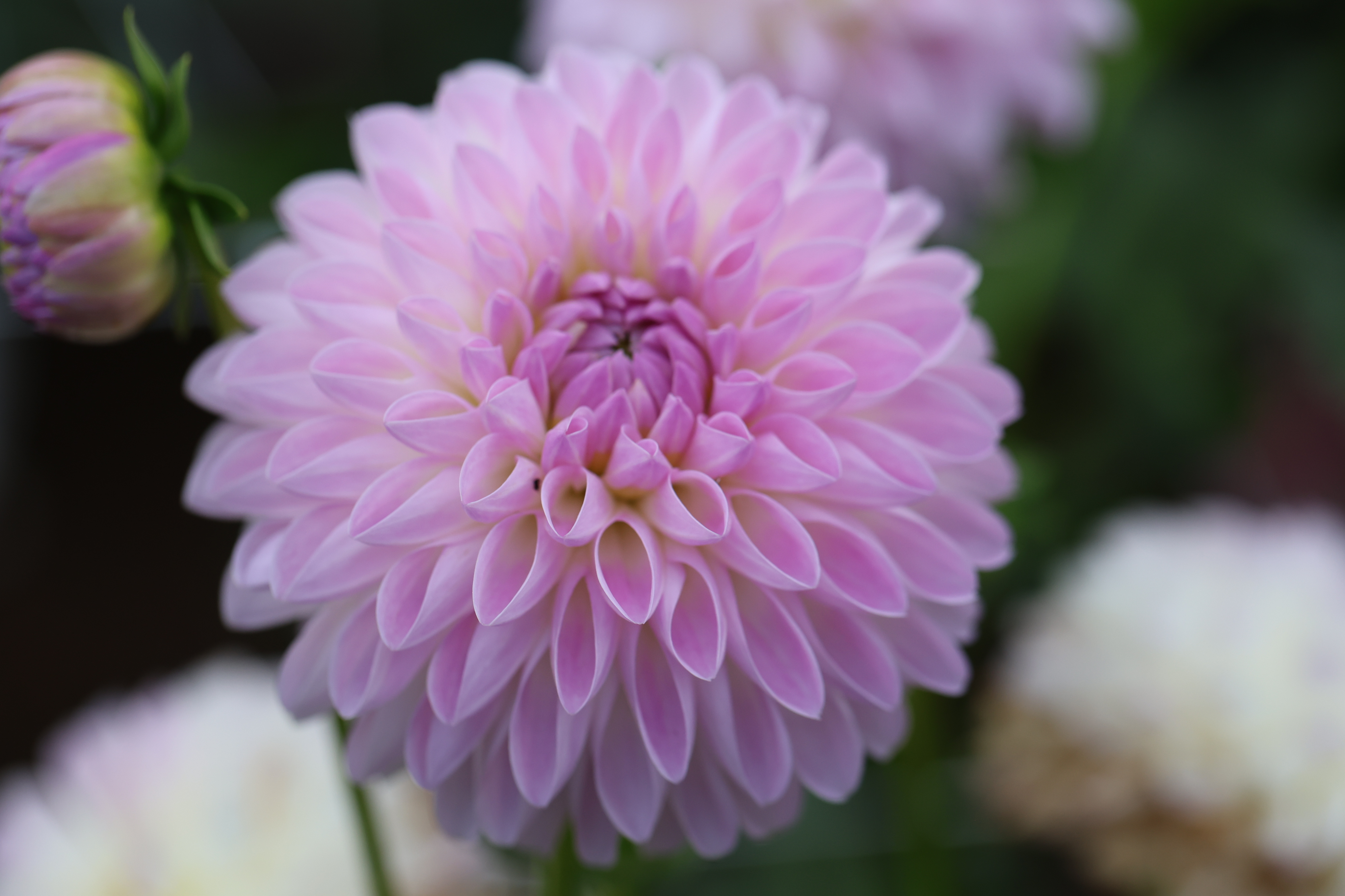 Abbie dahlia