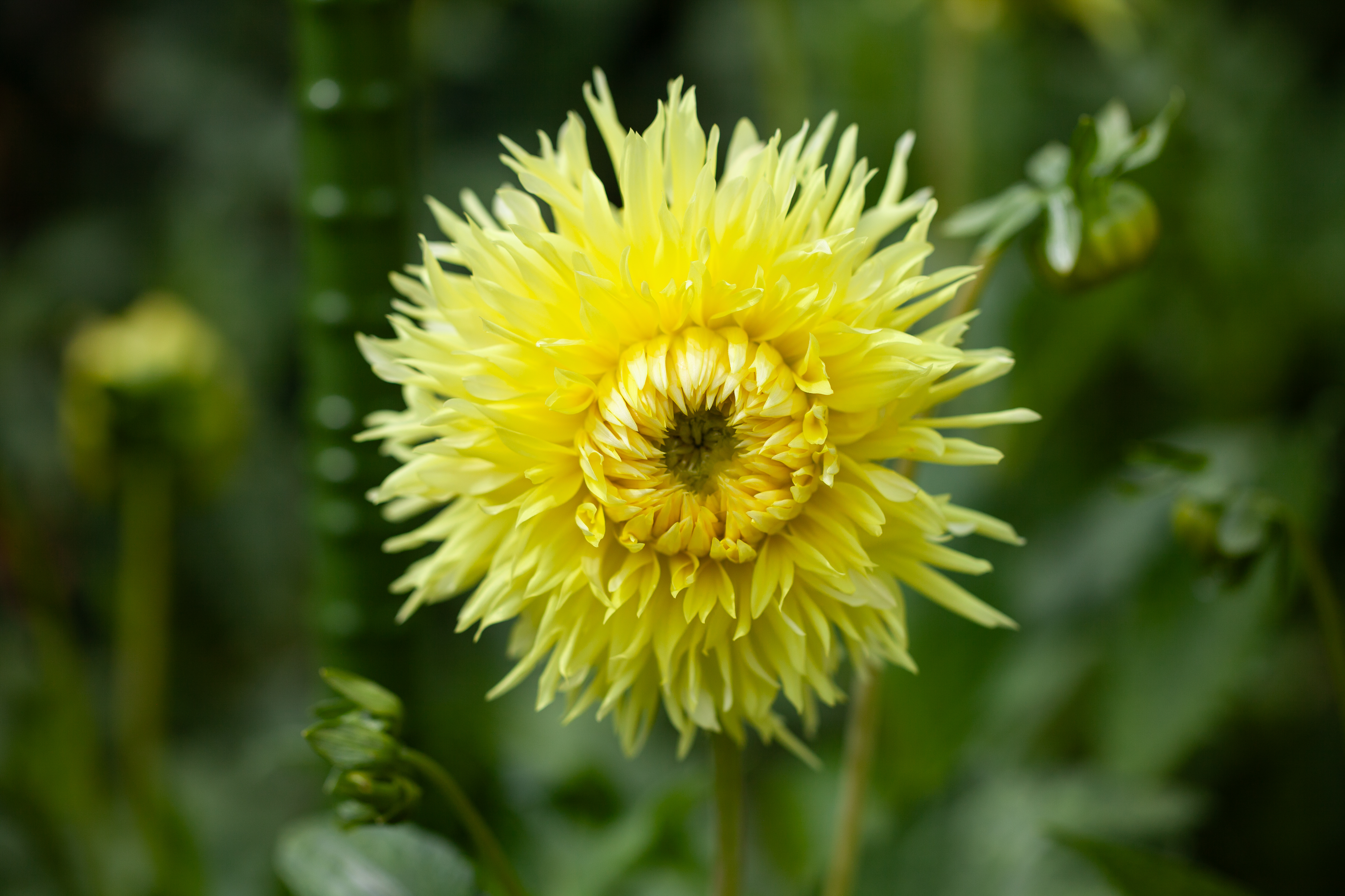 AC Chicken Ranch dahlia