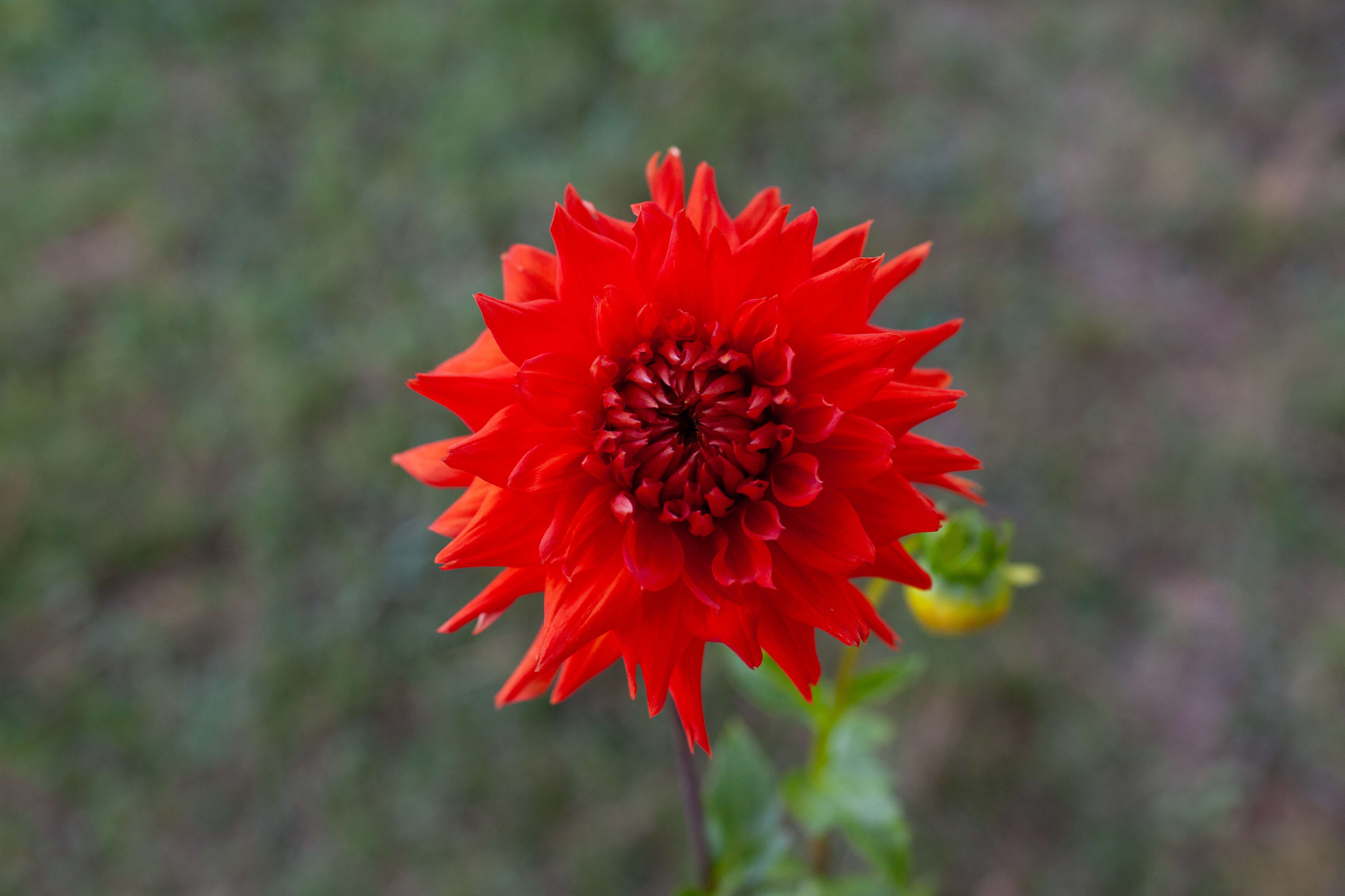 AC Cj dahlia