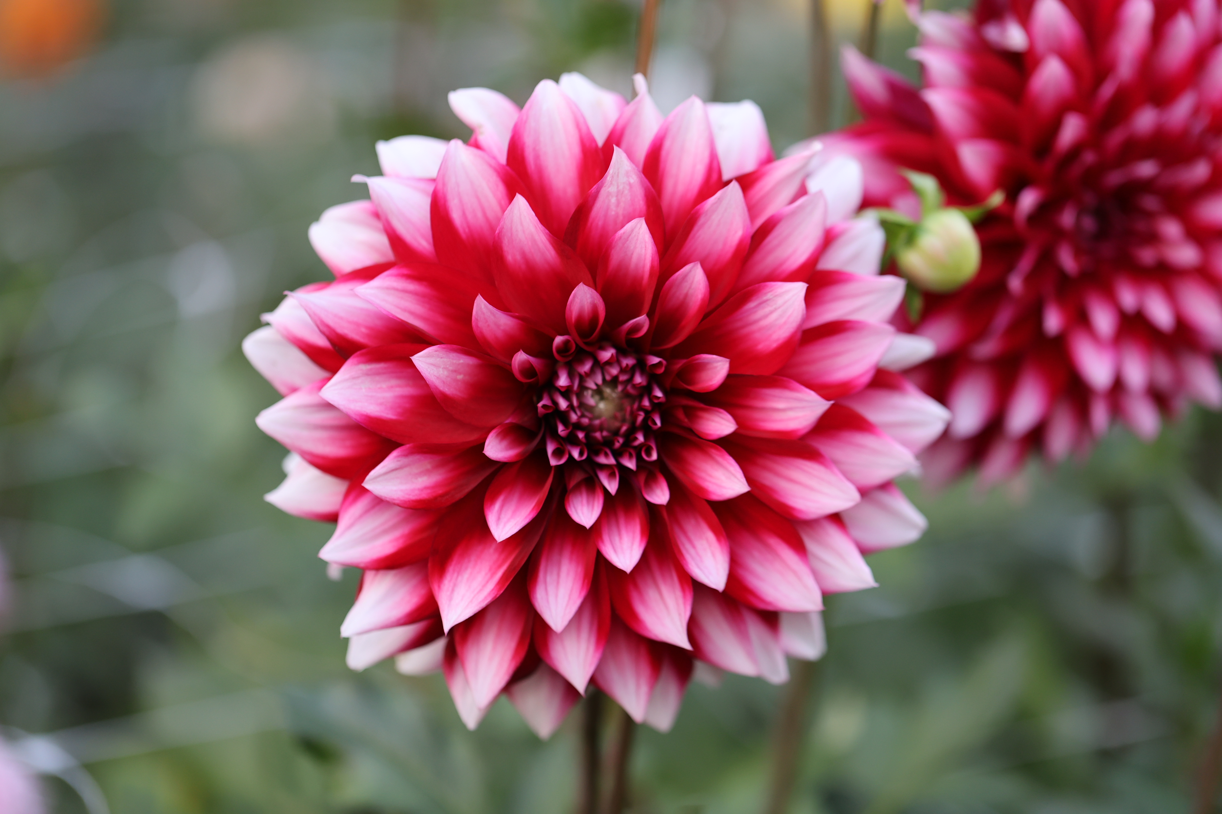 AC Clouds And Rain dahlia