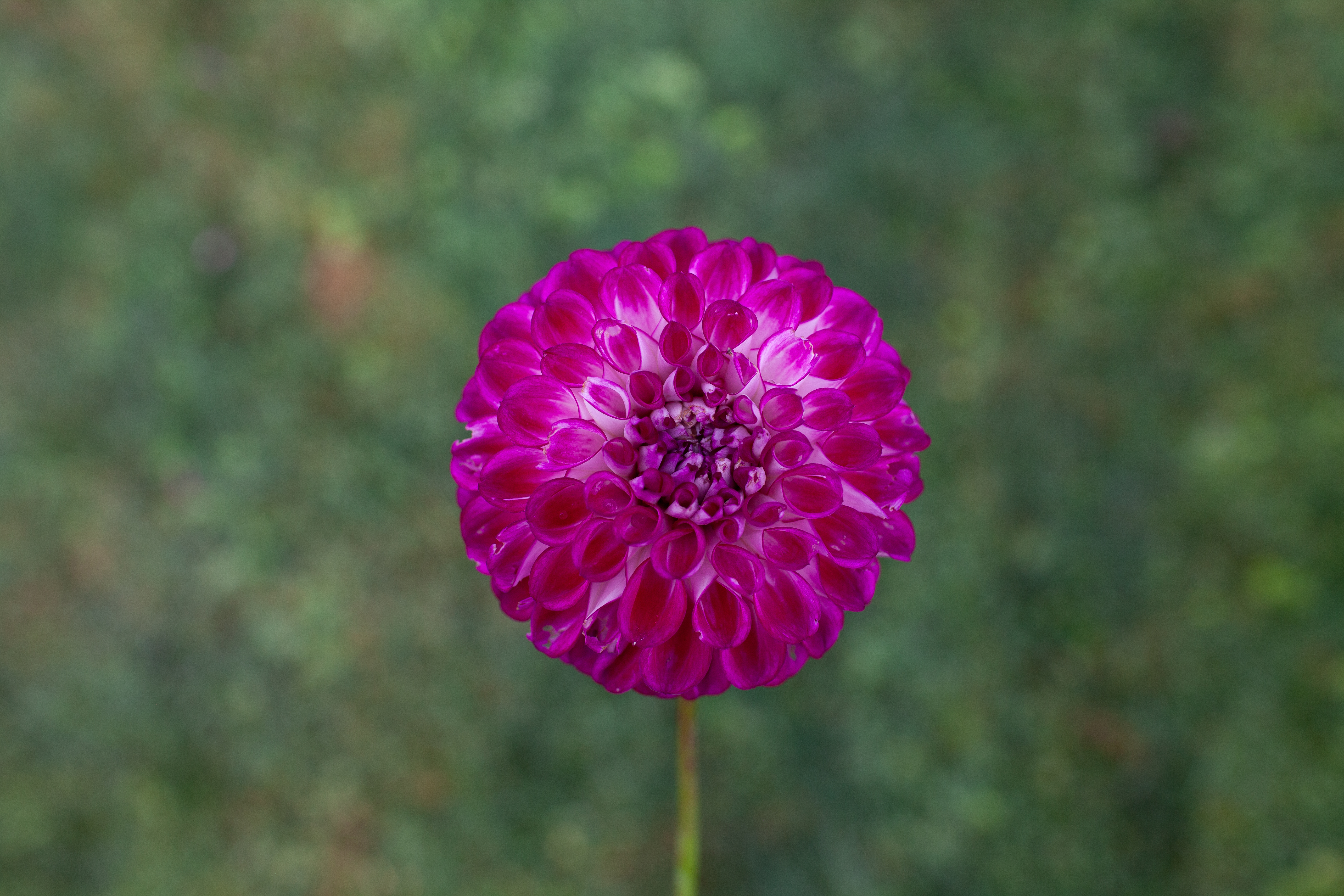 AC Devin dahlia