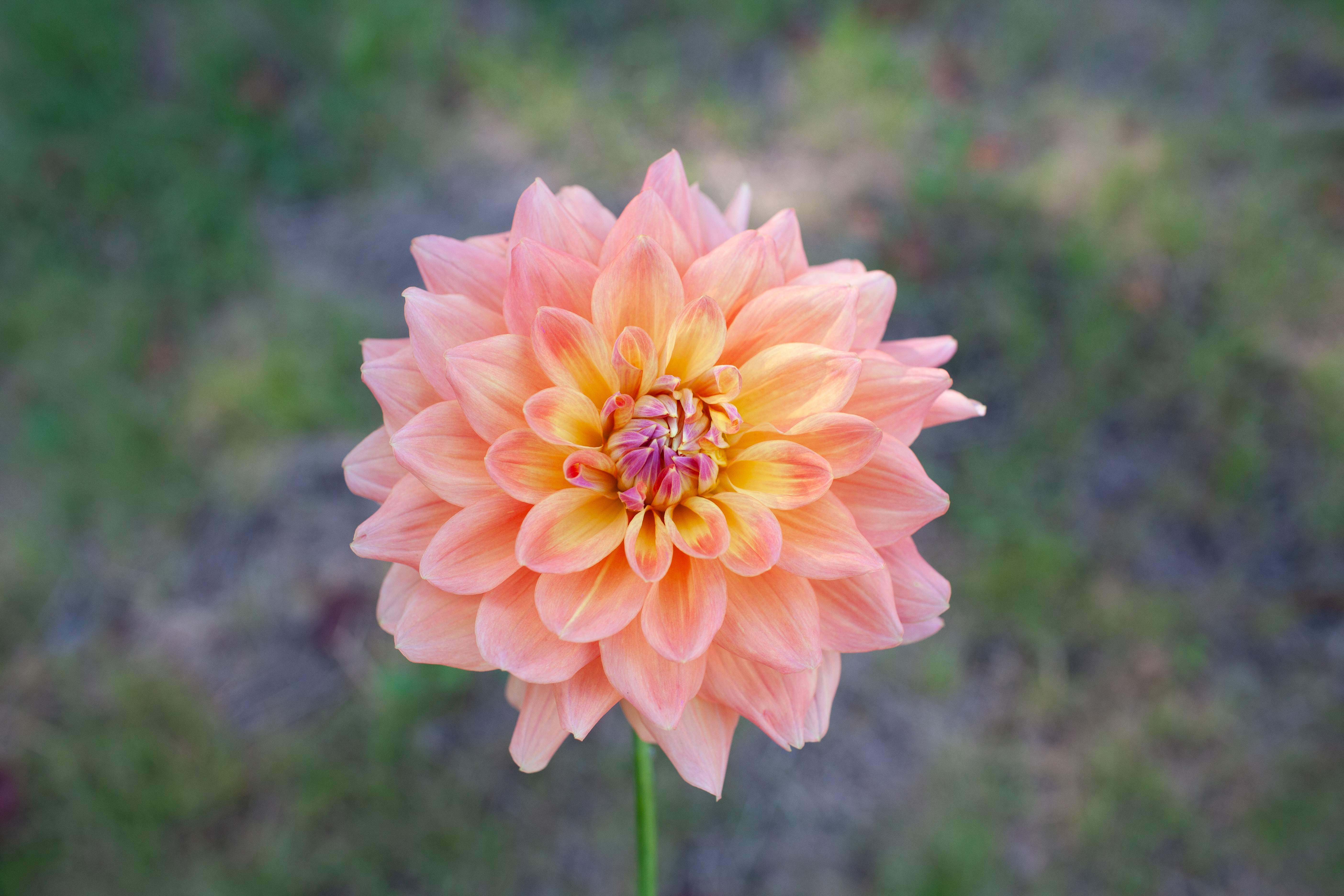 Ace Summer Sunset dahlia