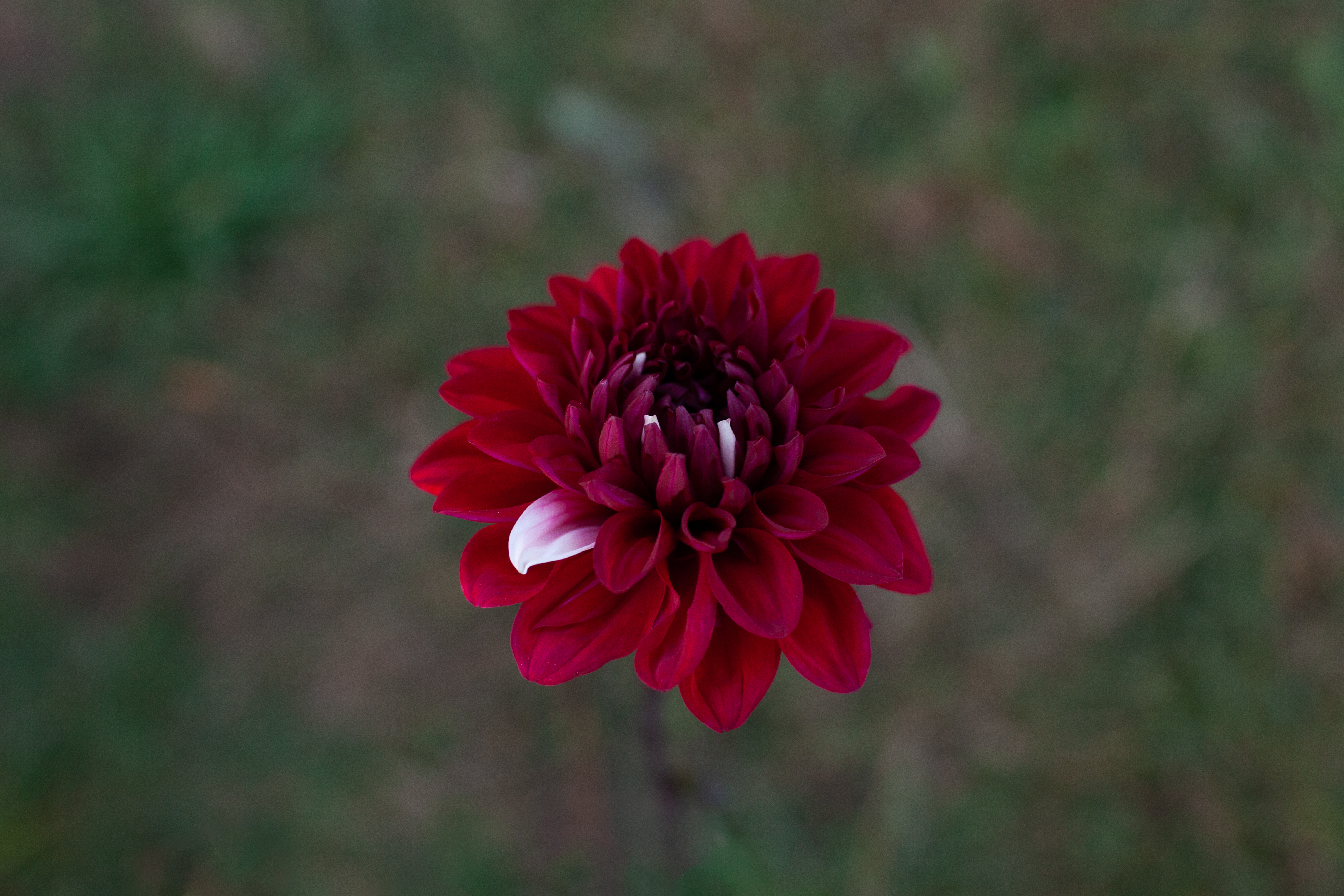AC Hwy 61 dahlia