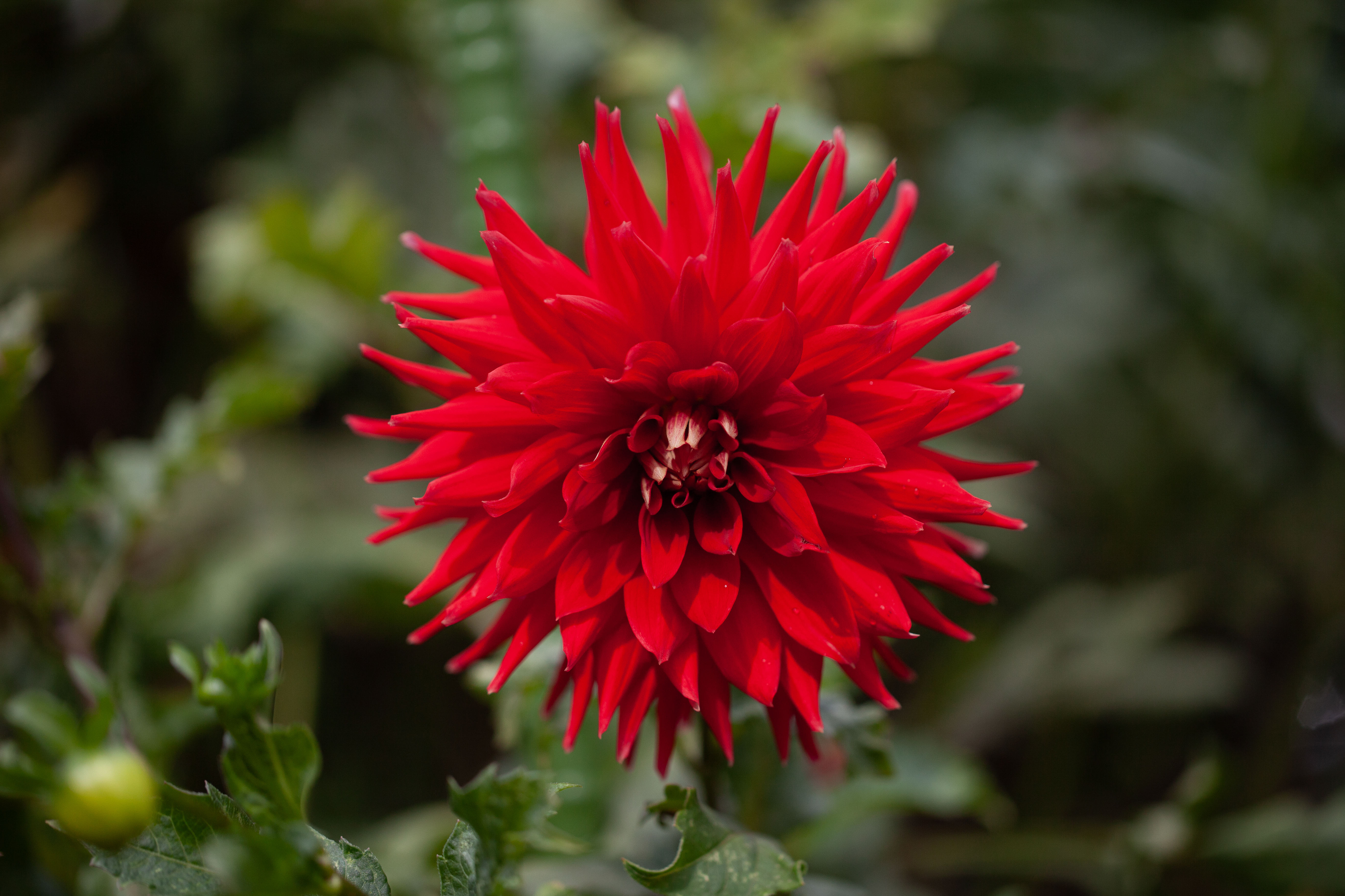 AC Kuntz dahlia