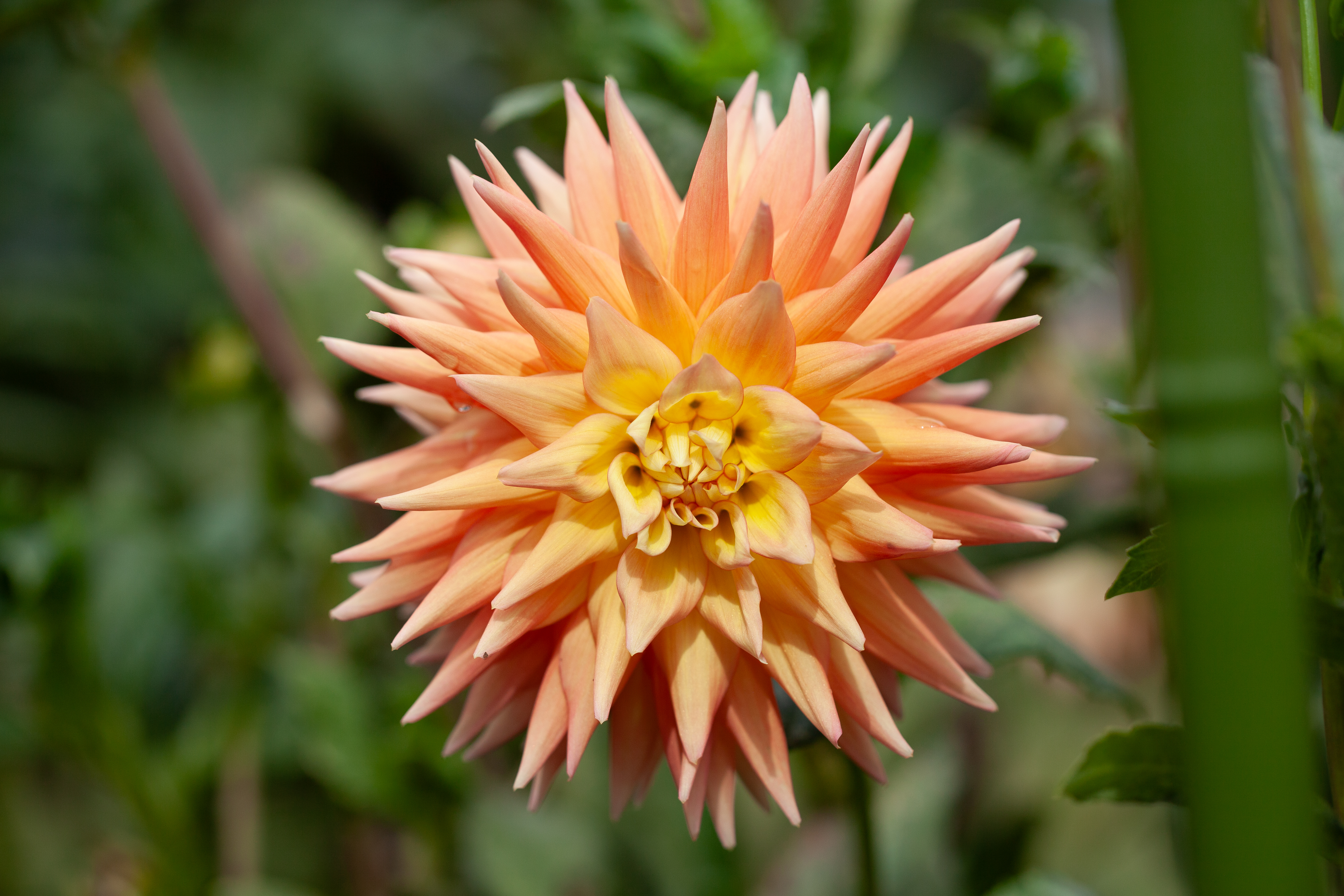AC Pillow dahlia